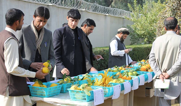 The citrus fruit exhibition in Jalal-Abad